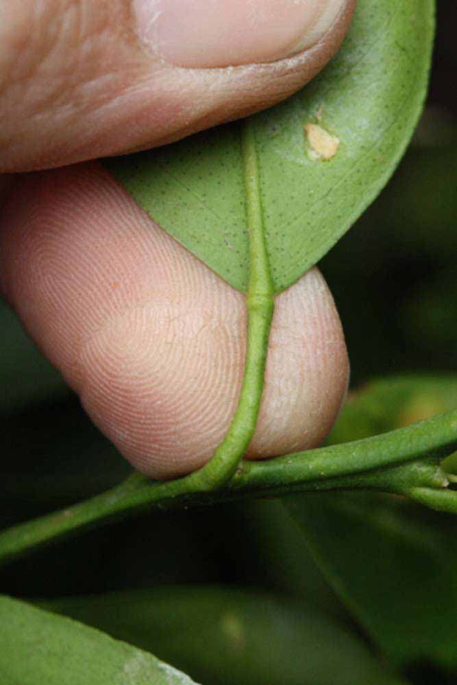              Petiole (Riverside, CA)       